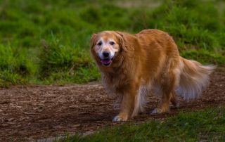 Senior Pet Care