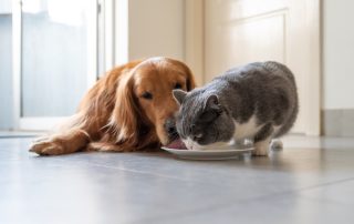 Pet Nutrition Myths