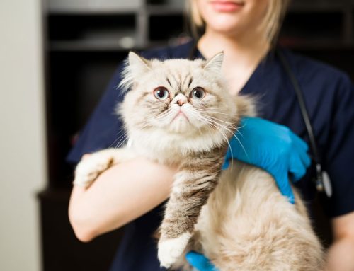 Navigating the Challenges of Early Veterinary Careers: Common Pitfalls and Solutions