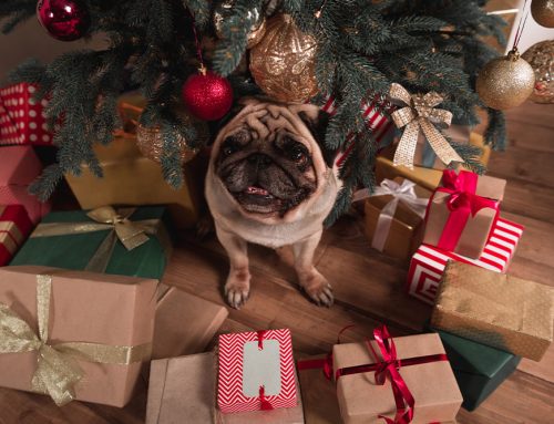 Pawsitively Perfect Presents: Pet-Safe Holiday Gift Ideas from Our Family to Yours