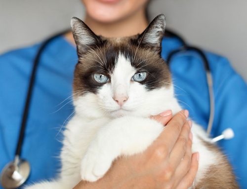 Unlocking the Power of Connections: How Networking Transforms Veterinary Care