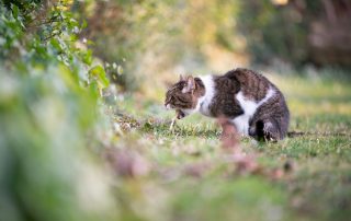 Cat Vomiting