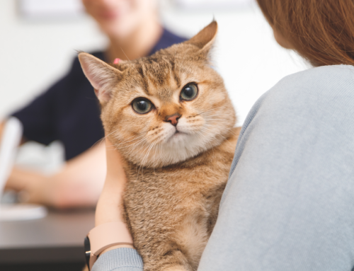 The Vital Role of Continuing Education in Veterinary Medicine