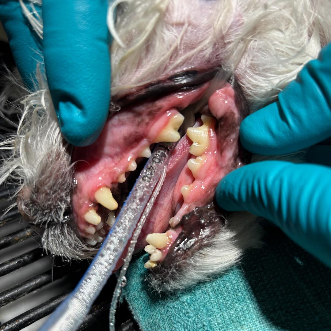 closeup of a dog's teeth during a dental cleaning