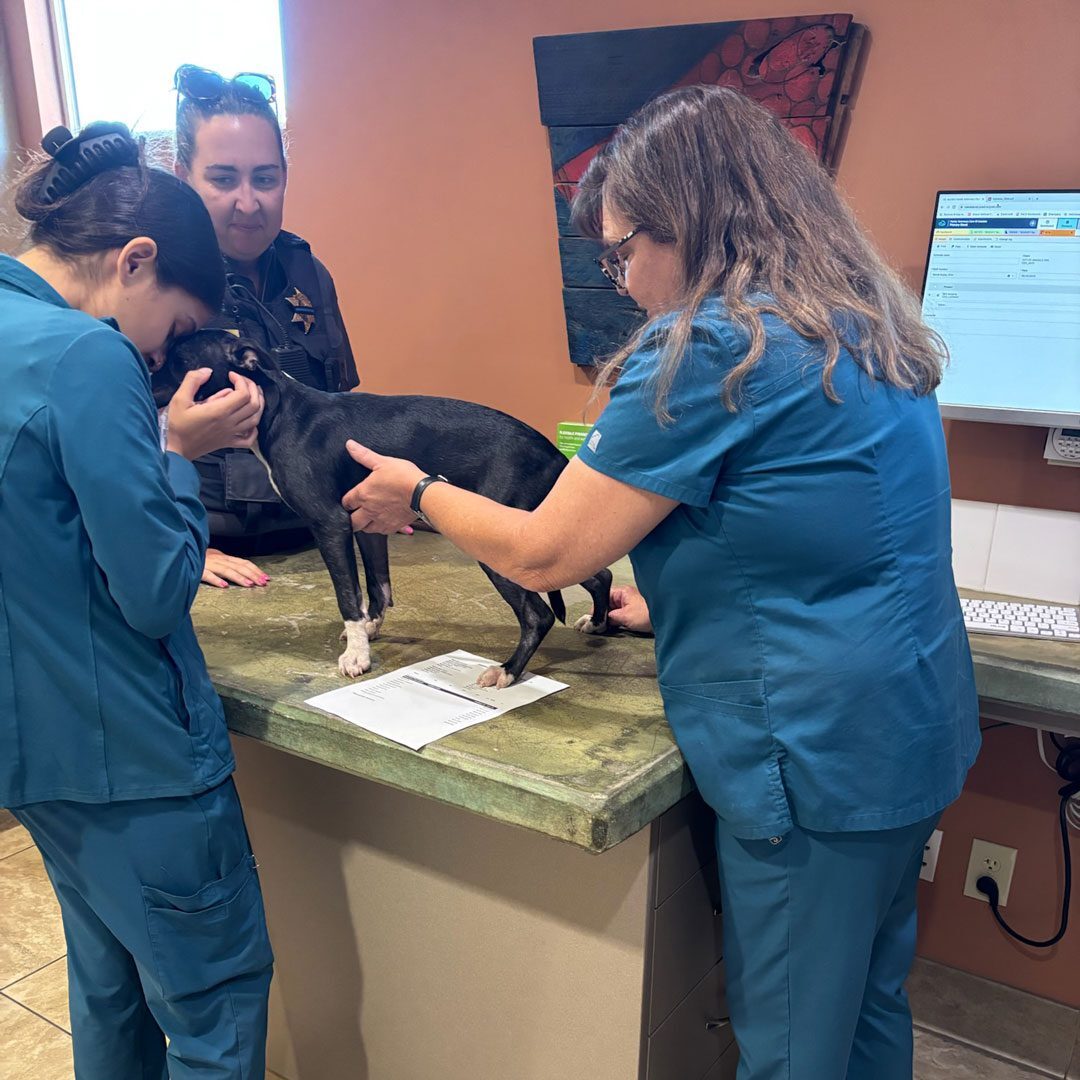 veterinarians examining a small black dog