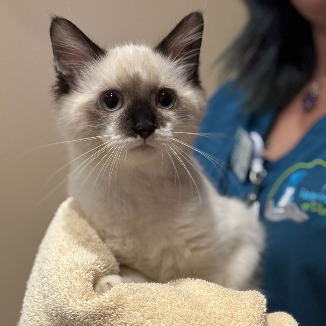 veterinarian holding a Siamese kitten