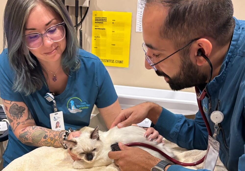 Woman And Man Vet Exam